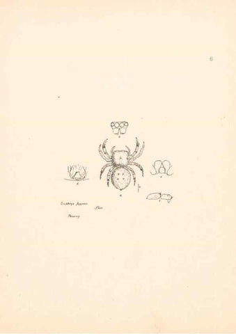 Reproducción/Reproduction 24542940275: Malaysian spiders.. Belfast :T. Workman,1896-1900.