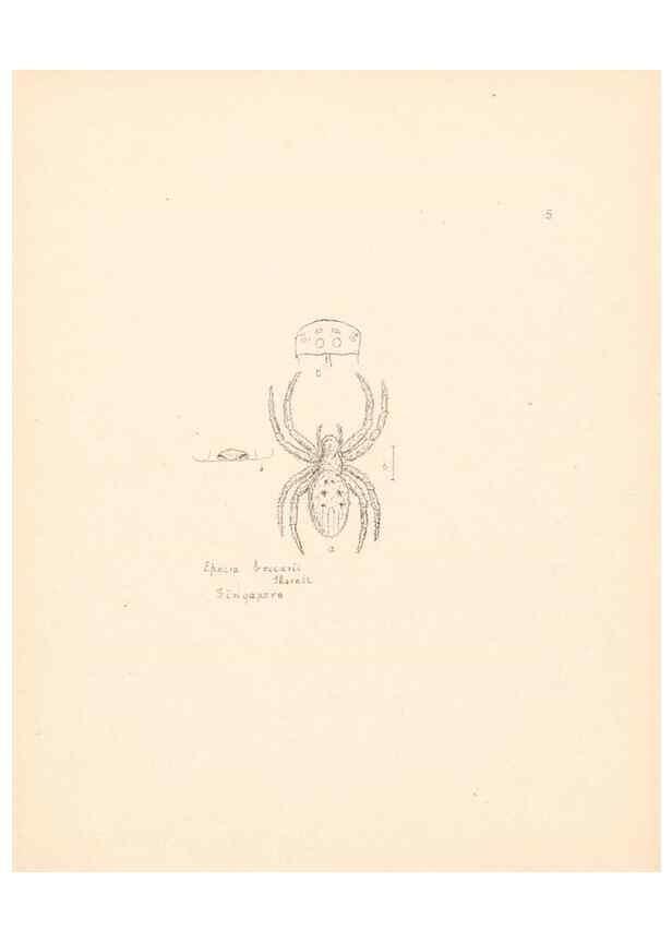 Reproducción/Reproduction 24542934165: Malaysian spiders.. Belfast :T. Workman,1896-1900.