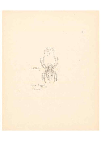 Reproducción/Reproduction 24542934165: Malaysian spiders.. Belfast :T. Workman,1896-1900.