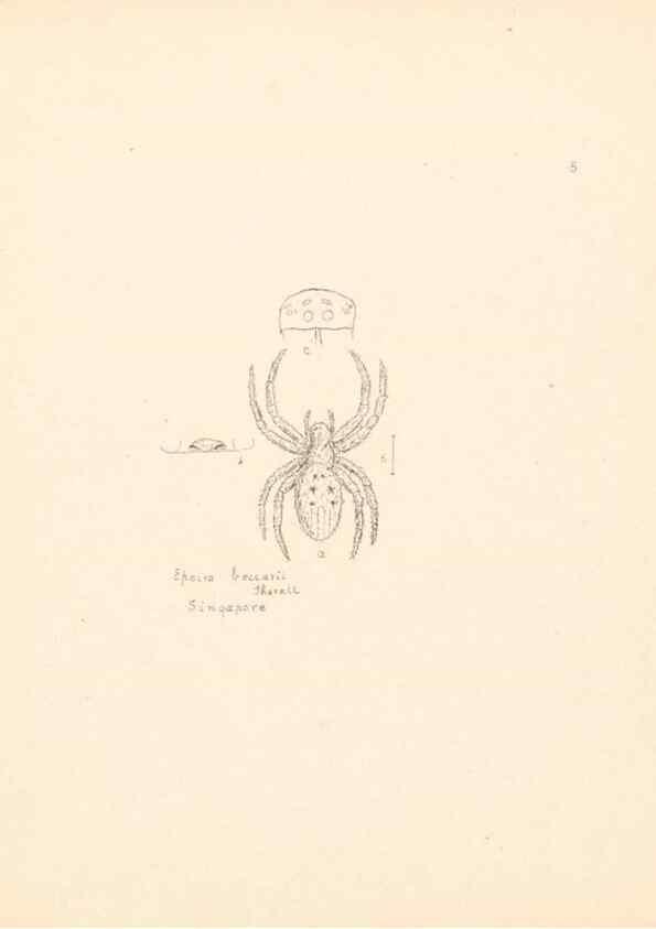 Reproducción/Reproduction 24542934165: Malaysian spiders.. Belfast :T. Workman,1896-1900.