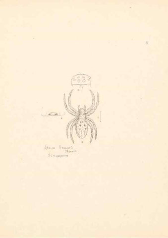 Reproducción/Reproduction 24542934165: Malaysian spiders.. Belfast :T. Workman,1896-1900.