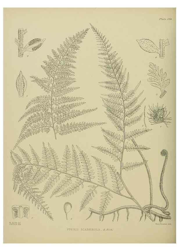 Reproducción/Reproduction 23652049470: Illustrations of the New Zealand flora /. Wellington :John Mackay, Govt. Printer,1914.