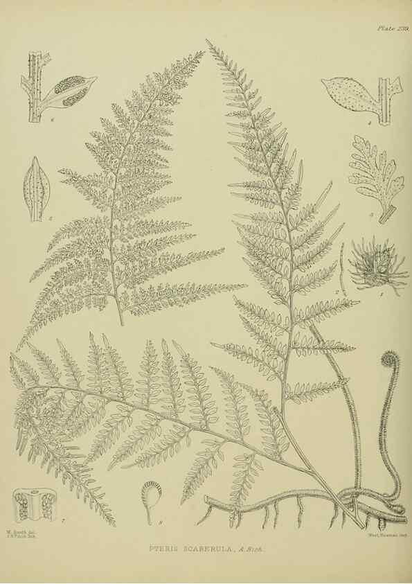 Reproducción/Reproduction 23652049470: Illustrations of the New Zealand flora /. Wellington :John Mackay, Govt. Printer,1914.
