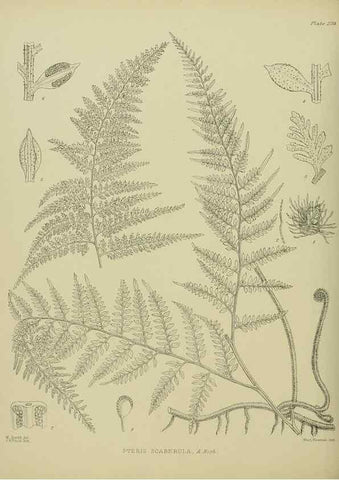 Reproducción/Reproduction 23652049470: Illustrations of the New Zealand flora /. Wellington :John Mackay, Govt. Printer,1914.