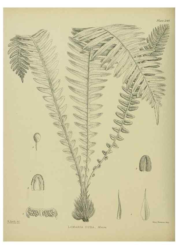 Reproducción/Reproduction 23579845779: Illustrations of the New Zealand flora /. Wellington :John Mackay, Govt. Printer,1914.