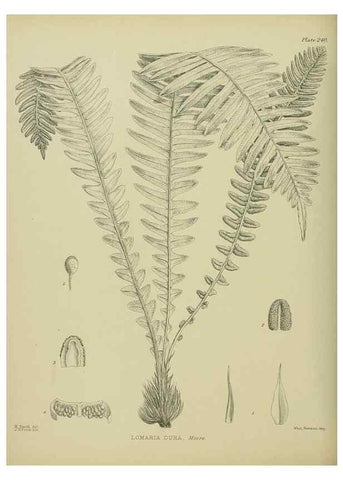 Reproducción/Reproduction 23579845779: Illustrations of the New Zealand flora /. Wellington :John Mackay, Govt. Printer,1914.