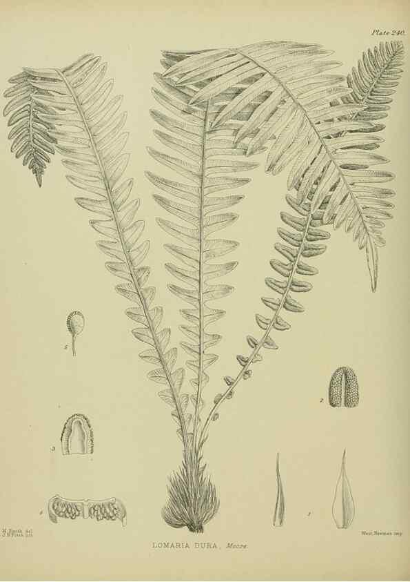Reproducción/Reproduction 23579845779: Illustrations of the New Zealand flora /. Wellington :John Mackay, Govt. Printer,1914.