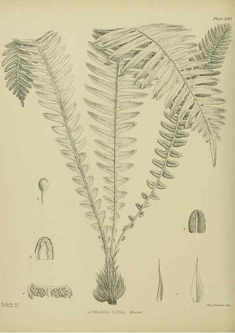Reproducción/Reproduction 23579845779: Illustrations of the New Zealand flora /. Wellington :John Mackay, Govt. Printer,1914.