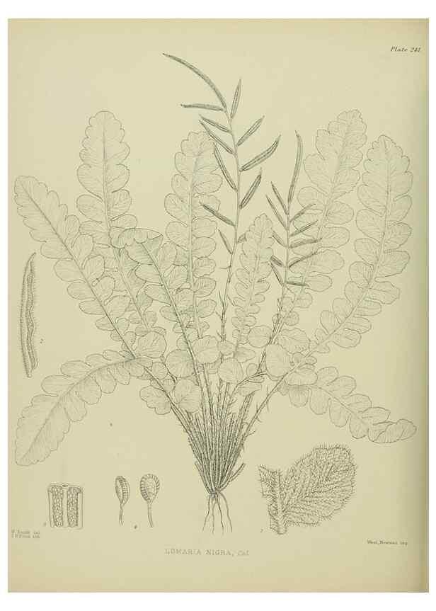 Reproducción/Reproduction 23652055520: Illustrations of the New Zealand flora /. Wellington :John Mackay, Govt. Printer,1914.