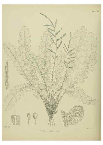 Reproducción/Reproduction 23652055520: Illustrations of the New Zealand flora /. Wellington :John Mackay, Govt. Printer,1914.
