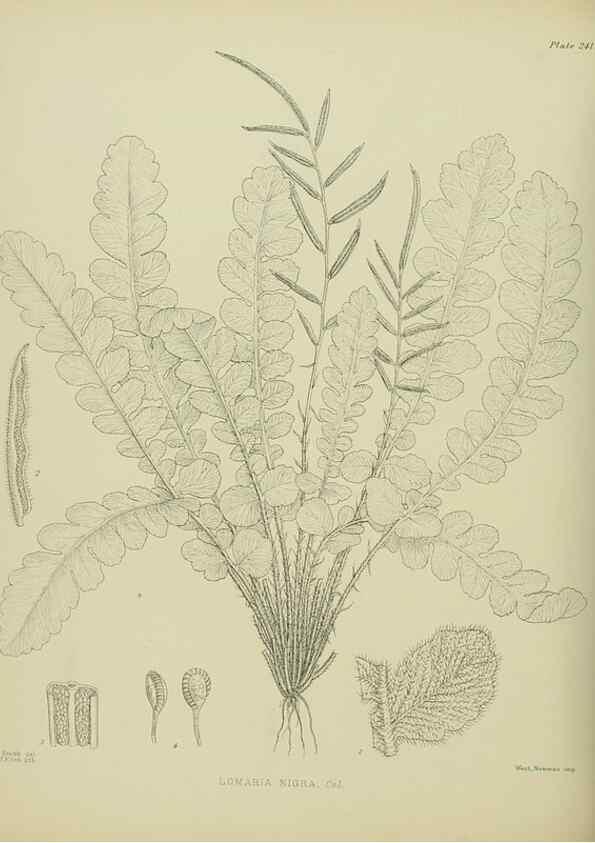 Reproducción/Reproduction 23652055520: Illustrations of the New Zealand flora /. Wellington :John Mackay, Govt. Printer,1914.