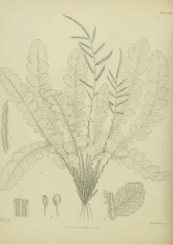Reproducción/Reproduction 23652055520: Illustrations of the New Zealand flora /. Wellington :John Mackay, Govt. Printer,1914.