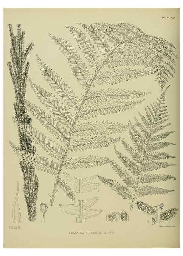 Reproducción/Reproduction 23865214231: Illustrations of the New Zealand flora /. Wellington :John Mackay, Govt. Printer,1914.