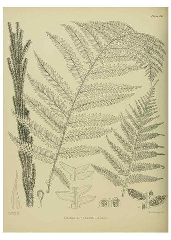 Reproducción/Reproduction 23865214231: Illustrations of the New Zealand flora /. Wellington :John Mackay, Govt. Printer,1914.