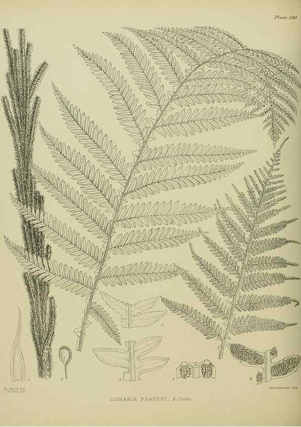 Reproducción/Reproduction 23865214231: Illustrations of the New Zealand flora /. Wellington :John Mackay, Govt. Printer,1914.