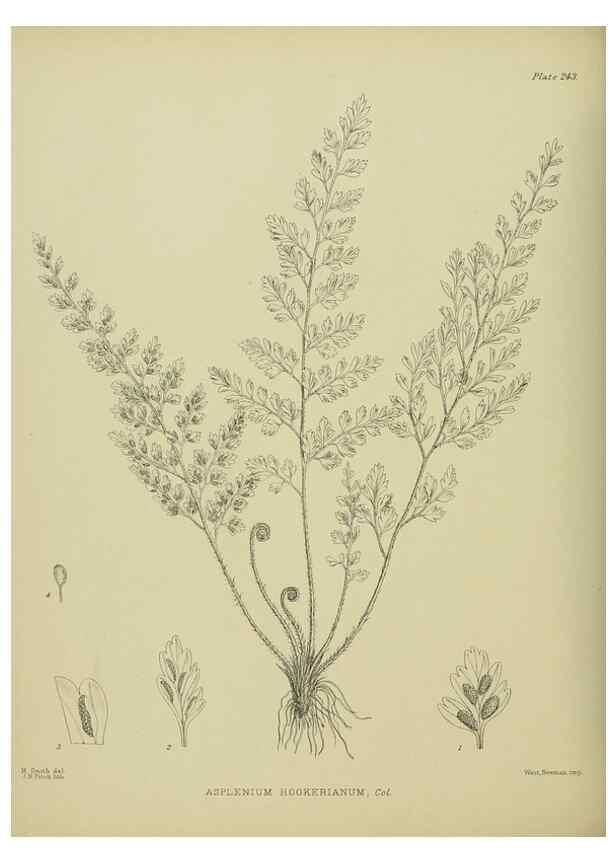 Reproducción/Reproduction 23652061220: Illustrations of the New Zealand flora /. Wellington :John Mackay, Govt. Printer,1914.