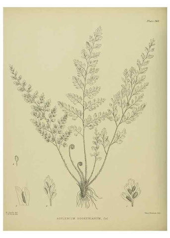 Reproducción/Reproduction 23652061220: Illustrations of the New Zealand flora /. Wellington :John Mackay, Govt. Printer,1914.