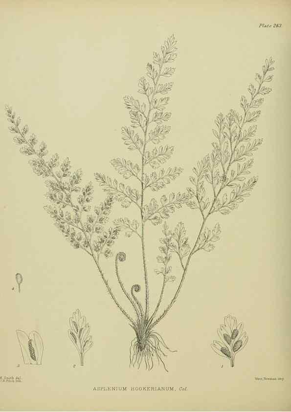 Reproducción/Reproduction 23652061220: Illustrations of the New Zealand flora /. Wellington :John Mackay, Govt. Printer,1914.