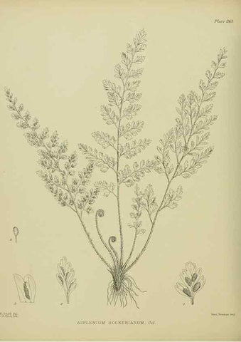 Reproducción/Reproduction 23652061220: Illustrations of the New Zealand flora /. Wellington :John Mackay, Govt. Printer,1914.