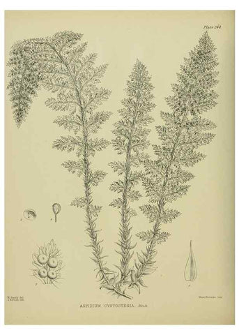 Reproducción/Reproduction 23865219321: Illustrations of the New Zealand flora /. Wellington :John Mackay, Govt. Printer,1914.
