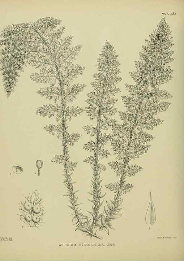 Reproducción/Reproduction 23865219321: Illustrations of the New Zealand flora /. Wellington :John Mackay, Govt. Printer,1914.