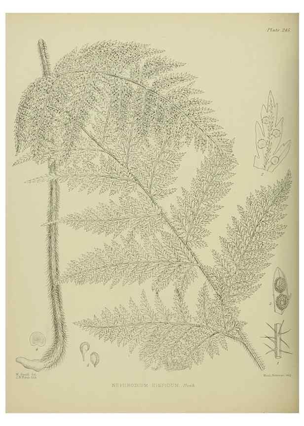 Reproducción/Reproduction 23319498804: Illustrations of the New Zealand flora /. Wellington :John Mackay, Govt. Printer,1914.