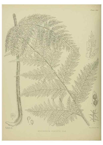 Reproducción/Reproduction 23319498804: Illustrations of the New Zealand flora /. Wellington :John Mackay, Govt. Printer,1914.