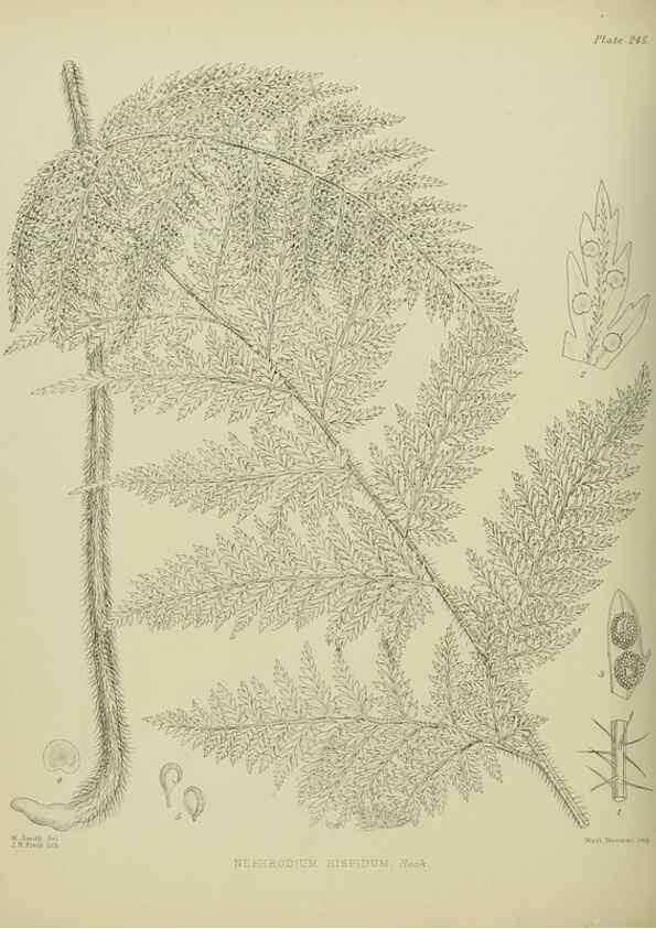 Reproducción/Reproduction 23319498804: Illustrations of the New Zealand flora /. Wellington :John Mackay, Govt. Printer,1914.