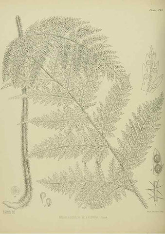 Reproducción/Reproduction 23319498804: Illustrations of the New Zealand flora /. Wellington :John Mackay, Govt. Printer,1914.