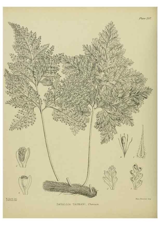 Reproducción/Reproduction 23947687975: Illustrations of the New Zealand flora /. Wellington :John Mackay, Govt. Printer,1914.