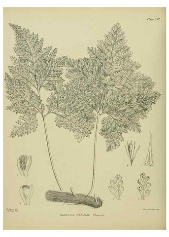 Reproducción/Reproduction 23947687975: Illustrations of the New Zealand flora /. Wellington :John Mackay, Govt. Printer,1914.