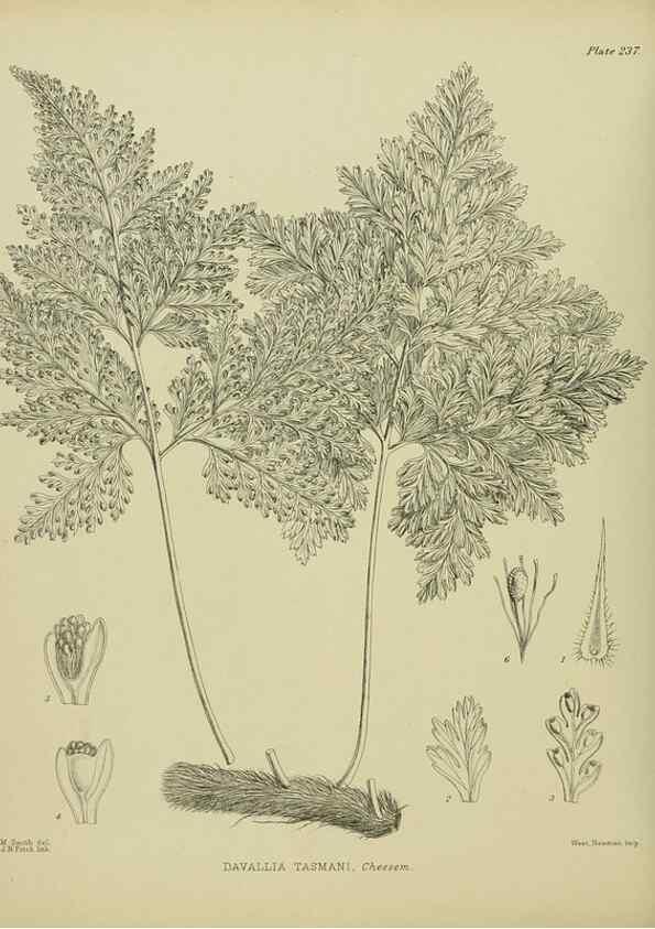 Reproducción/Reproduction 23947687975: Illustrations of the New Zealand flora /. Wellington :John Mackay, Govt. Printer,1914.