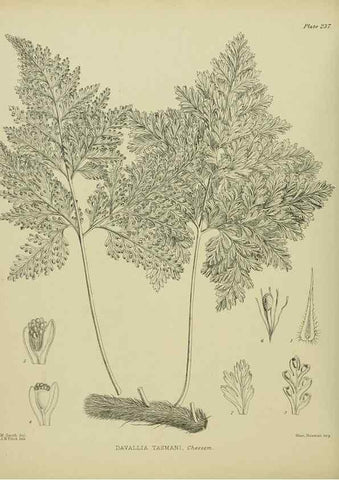 Reproducción/Reproduction 23947687975: Illustrations of the New Zealand flora /. Wellington :John Mackay, Govt. Printer,1914.