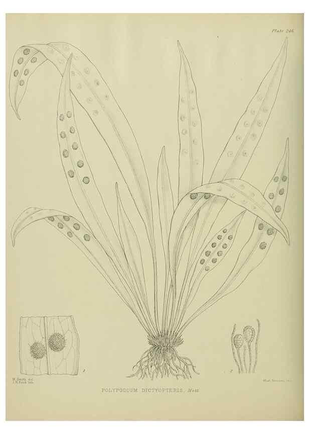 Reproducción/Reproduction 23947713705: Illustrations of the New Zealand flora /. Wellington :John Mackay, Govt. Printer,1914.
