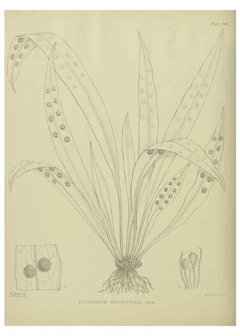 Reproducción/Reproduction 23947713705: Illustrations of the New Zealand flora /. Wellington :John Mackay, Govt. Printer,1914.