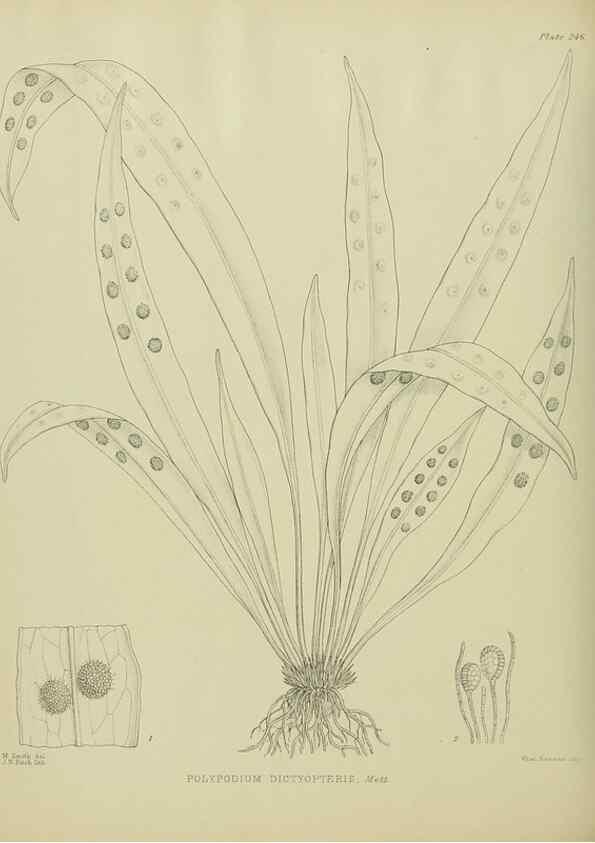 Reproducción/Reproduction 23947713705: Illustrations of the New Zealand flora /. Wellington :John Mackay, Govt. Printer,1914.