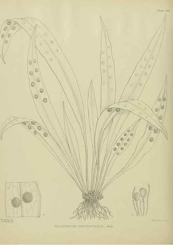 Reproducción/Reproduction 23947713705: Illustrations of the New Zealand flora /. Wellington :John Mackay, Govt. Printer,1914.