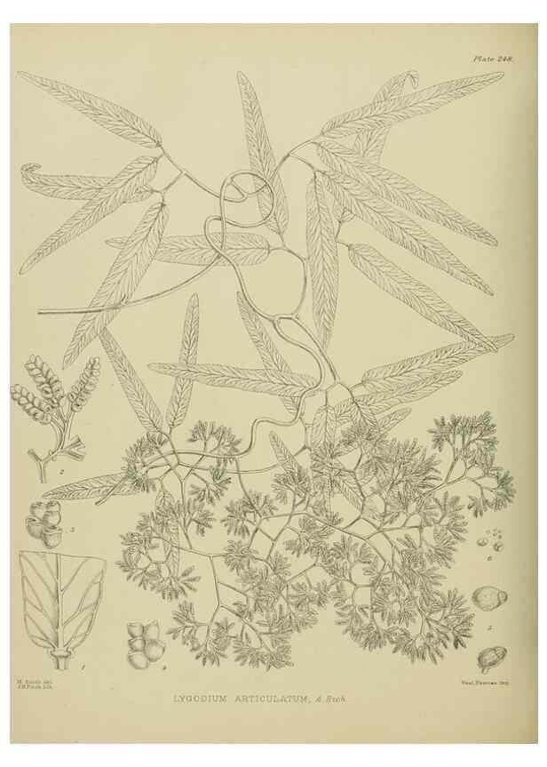 Reproducción/Reproduction 23921655536: Illustrations of the New Zealand flora /. Wellington :John Mackay, Govt. Printer,1914.