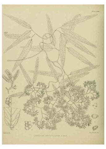 Reproducción/Reproduction 23921655536: Illustrations of the New Zealand flora /. Wellington :John Mackay, Govt. Printer,1914.