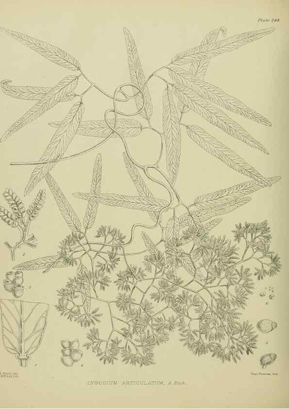 Reproducción/Reproduction 23921655536: Illustrations of the New Zealand flora /. Wellington :John Mackay, Govt. Printer,1914.