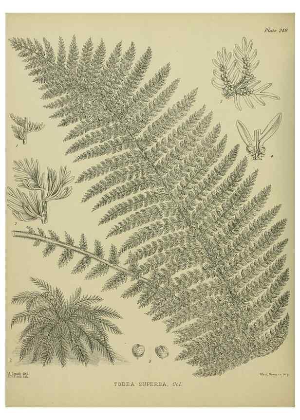 Reproducción/Reproduction 23579871469: Illustrations of the New Zealand flora /. Wellington :John Mackay, Govt. Printer,1914.