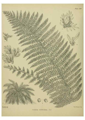 Reproducción/Reproduction 23579871469: Illustrations of the New Zealand flora /. Wellington :John Mackay, Govt. Printer,1914.