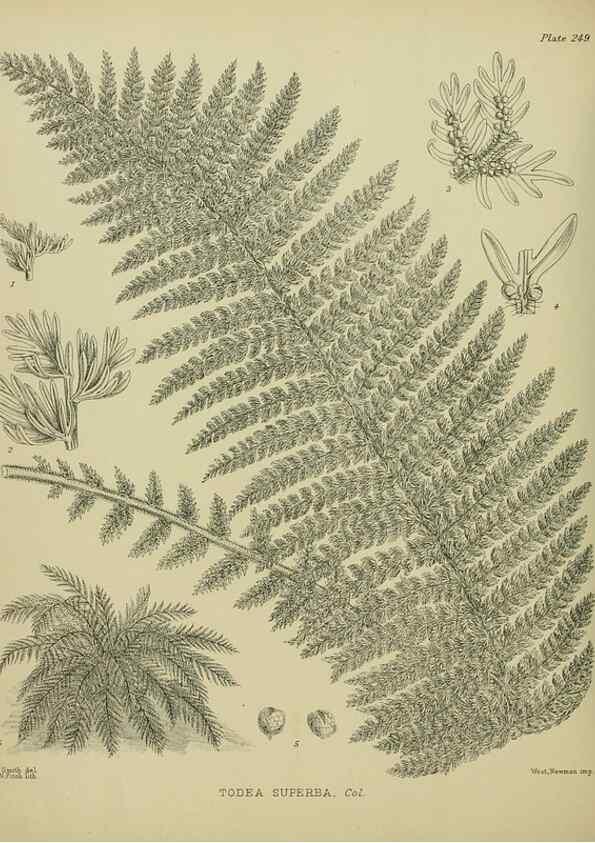 Reproducción/Reproduction 23579871469: Illustrations of the New Zealand flora /. Wellington :John Mackay, Govt. Printer,1914.