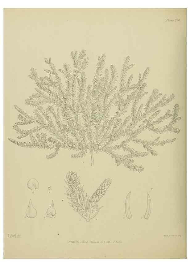Reproducción/Reproduction 23319511984: Illustrations of the New Zealand flora /. Wellington :John Mackay, Govt. Printer,1914.