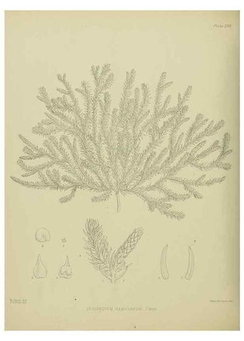 Reproducción/Reproduction 23319511984: Illustrations of the New Zealand flora /. Wellington :John Mackay, Govt. Printer,1914.