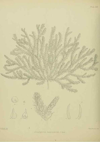 Reproducción/Reproduction 23319511984: Illustrations of the New Zealand flora /. Wellington :John Mackay, Govt. Printer,1914.