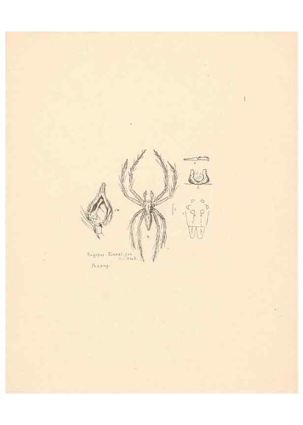 Reproducción/Reproduction 24247384390: Malaysian spiders.. Belfast :T. Workman,1896-1900.