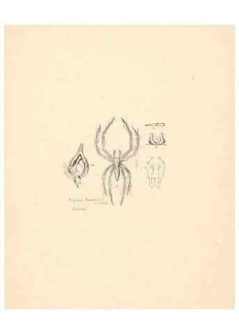 Reproducción/Reproduction 24247384390: Malaysian spiders.. Belfast :T. Workman,1896-1900.