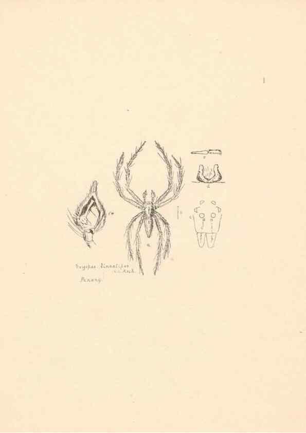 Reproducción/Reproduction 24247384390: Malaysian spiders.. Belfast :T. Workman,1896-1900.