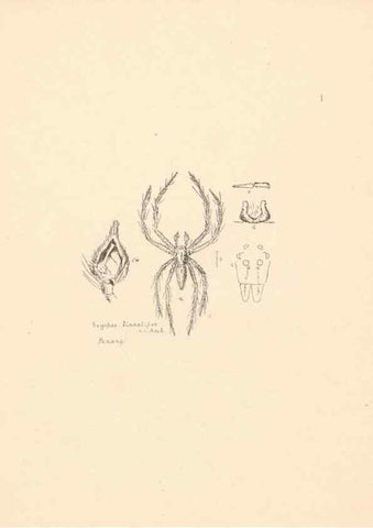 Reproducción/Reproduction 24247384390: Malaysian spiders.. Belfast :T. Workman,1896-1900.
